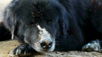ein sehr alt Hund mit schwarz Pelz hat ein Prellung auf das Nase fällig zu Moskito beißt. Sitzung auf das Boden im das Landschaft video