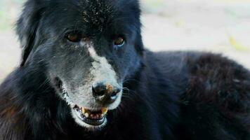 A very old dog with black fur has a bruise on the nose due to mosquito bites. sitting on the ground in the countryside video