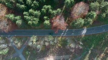 pássaro olho Visão do uma carro em uma viagem através uma floresta estrada video