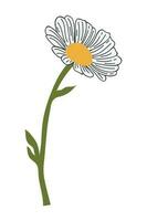 Hand Drawn Daisy Flower Cartoon Illustration. A simple flower on white background. Vector illustration.