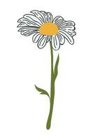 Hand Drawn Daisy Flower Cartoon Illustration. A simple flower on white background. Vector illustration.