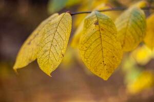 Beautiful big yellow leaves on a branch in the fall. Selective soft focus on one leaf. photo