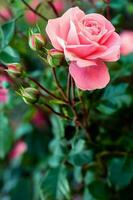 Amazing opened tender pink rose and four closed buds. Selective soft focus. Background from green leaves blurred. photo