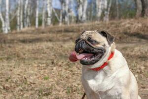 Funny pug face with closed eyes and open mouth with a long tongue against the background of a blurred forest. Red leather collar and brown leash. Copy space. Horizontal. photo