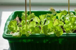 Box for seedlings with green lettuce on the windowsill. Sunlight from the window. Vertical sticks in the ground. Shallow depth of field. Horizontal. photo