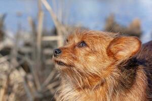 cerca retrato de el Yorkshire terrier. largo despeinado marrón perro pelo y grande orejas. mirando arriba a el lado. borroso antecedentes. horizontal. foto
