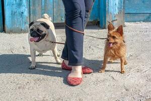 Funny dogs tangled the leashes at the girl's legs. Fat Pug and disheveled Yorkshire Terrier stand with their tongues hanging out. Horizontal. photo