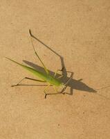 el verde saltamontes es un devastador parásito. comiendo vegetales y granja Produce en un marrón antecedentes - tablones y comiendo pequeño insectos foto