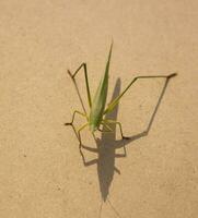 The green grasshopper is a devastating pest. Eating vegetables and farm produce on a brown background - planks and eating small insects. photo