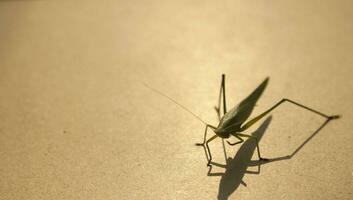 el verde saltamontes es un devastador parásito. comiendo vegetales y granja Produce en un marrón antecedentes - tablones y comiendo pequeño insectos foto