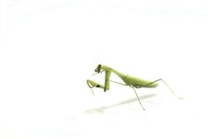 Orando mantis aislado en blanco antecedentes es un linda y herbívoro animal destruyendo agricultores jardín plantas en blanco antecedentes. foto