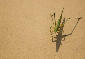 The green grasshopper is a devastating pest. Eating vegetables and farm produce on a brown background - planks and eating small insects. photo