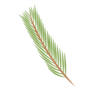 Date Leaf or Palm leaf for Decoration png