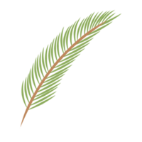 Date Leaf or Palm leaf for Decoration png