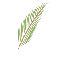 Date Leaf or Palm leaf for Decoration png