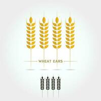 isolate icon of Wheat ears vector