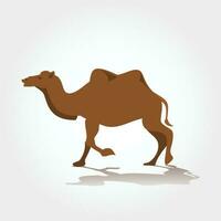 camel  vector illustration