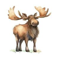 Cute Watercolor Moose In Natural State Standing Gracefully vector