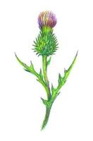 Hand drawn illustration of a thistle flower. Burdock drawn with colored pencils isolated on white. Vector botanical illustration.