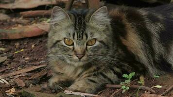 A brown fur cat sitting on the ground looking closely at the camera and its pupils dilated video