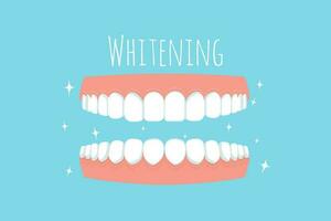 Teeth with gum, text Whitening isolated on white background. Dental care, stomatology concept in flat style. Vector illustration