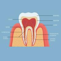 Human tooth anatomy, medical, dental model. Colorful, detailed object. . Vector illustration