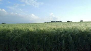 Bauernhof Feld von jung Grün Gerste im das Sommer- video