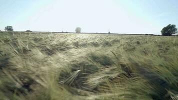 Farm Field of Young Green Barley in the Summer video