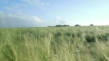 Bauernhof Feld von jung Grün Gerste im das Sommer- video