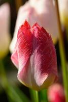 tulipanes en el jardín foto