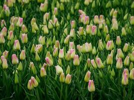 tiempo de primavera en los países bajos foto