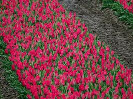 tulipanes, en el Países Bajos foto