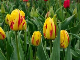 Many tulips in the  netherlands photo