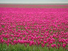 Many tulips in the  netherlands photo