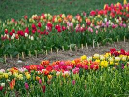 Many tulips in the  netherlands photo