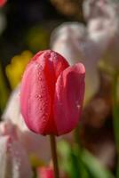 tulipanes en el jardín foto