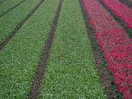 tulips, in the netherlands photo