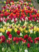 Many tulips in the  netherlands photo