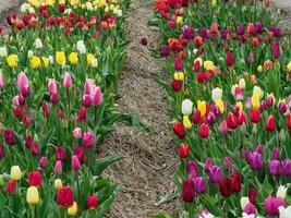 Many tulips in the  netherlands photo