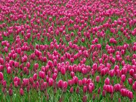 Many tulips in the  netherlands photo