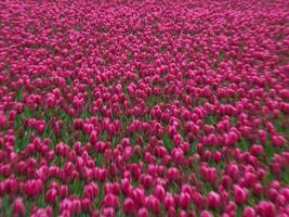 Many tulips in the  netherlands photo