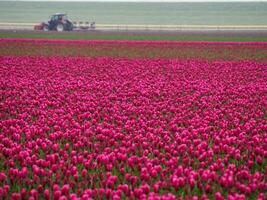 muchos tulipanes en el Países Bajos foto