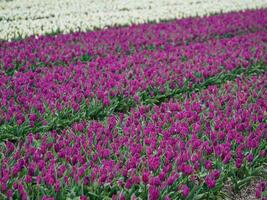 tulips, in the netherlands photo