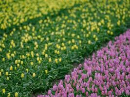 spring time in the netherlands photo