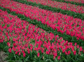 tulips, in the netherlands photo