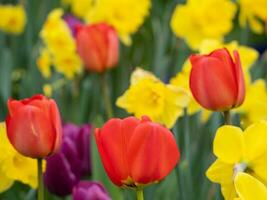 spring time in the netherlands photo