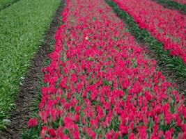 spring time in the netherlands photo