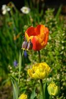 tulips in the garden photo