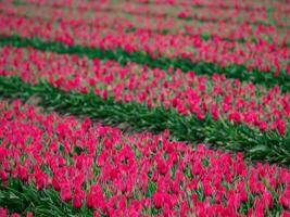 tulips, in the netherlands photo