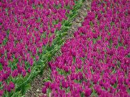 tulips, in the netherlands photo